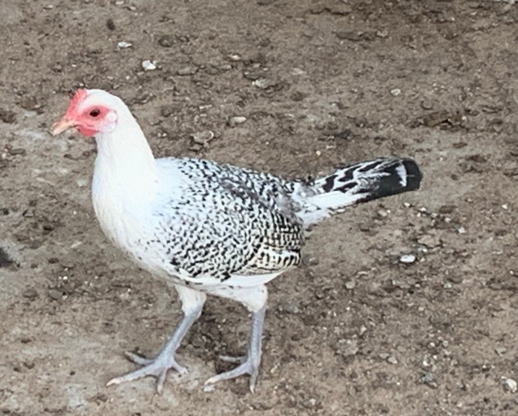 Friese meeuw hen, Vrouwelijk, Kip