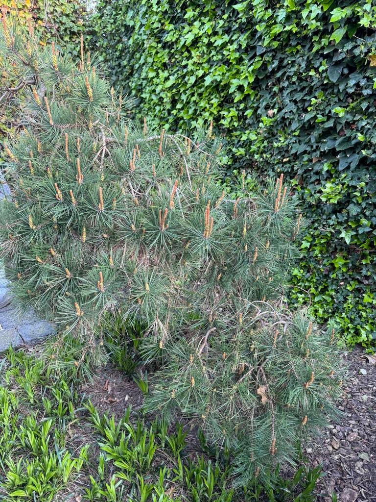Zeer Unieke gebogen Pinus Mugo ook in pot v kleinere tuinen, Tuin en Terras, Ophalen of Verzenden