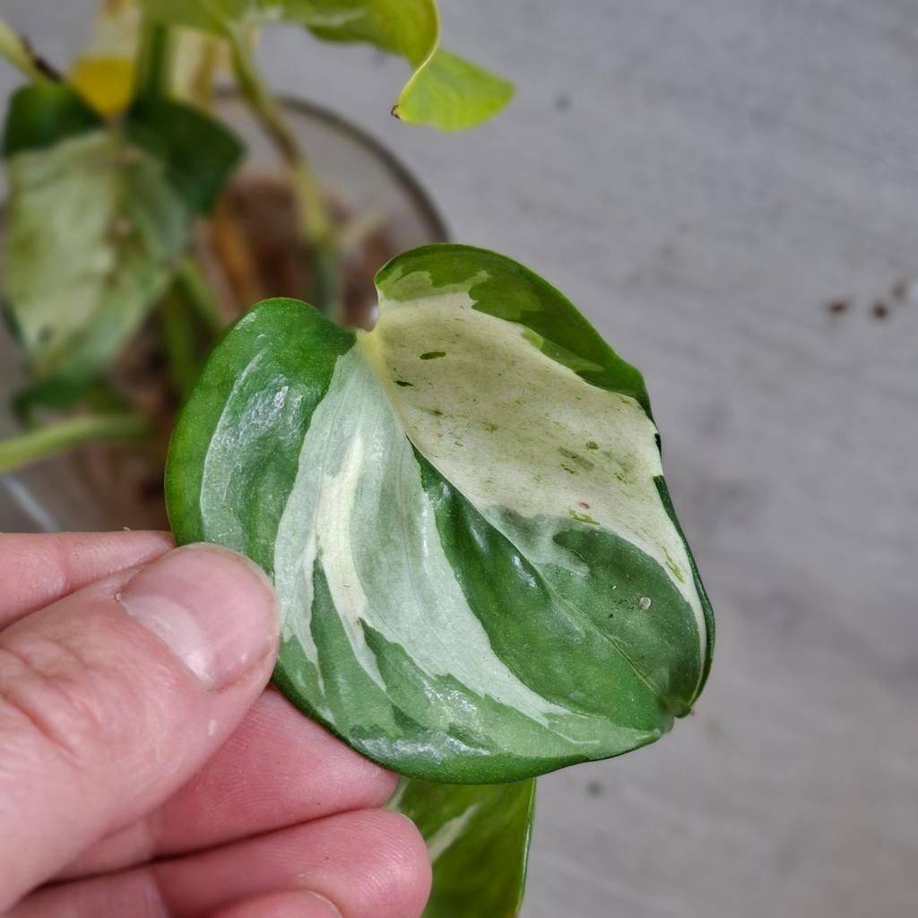 Epipremnum Manjula stekjes, Ophalen of Verzenden, Halfschaduw, Minder dan 100 cm