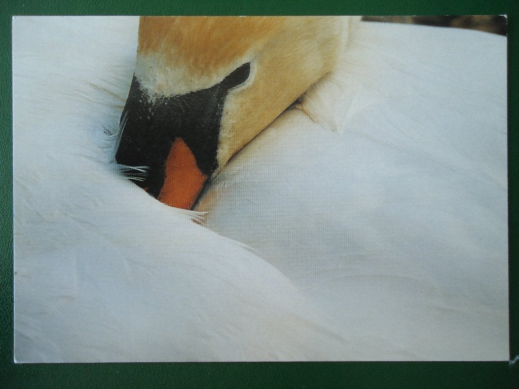 (12) Dierenkaart: ZWAAN, Verzenden, 1980 tot heden, Gelopen, Vogel