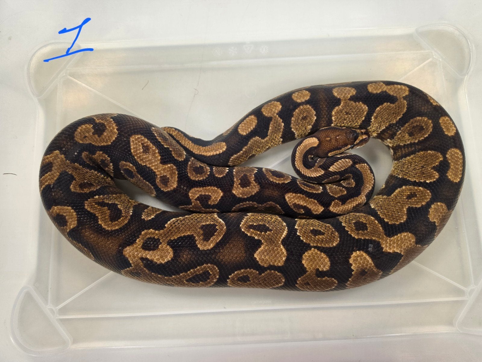 Koningspythons zoeken nieuw thuis Ball Python - unknown for sale from Laura Woods