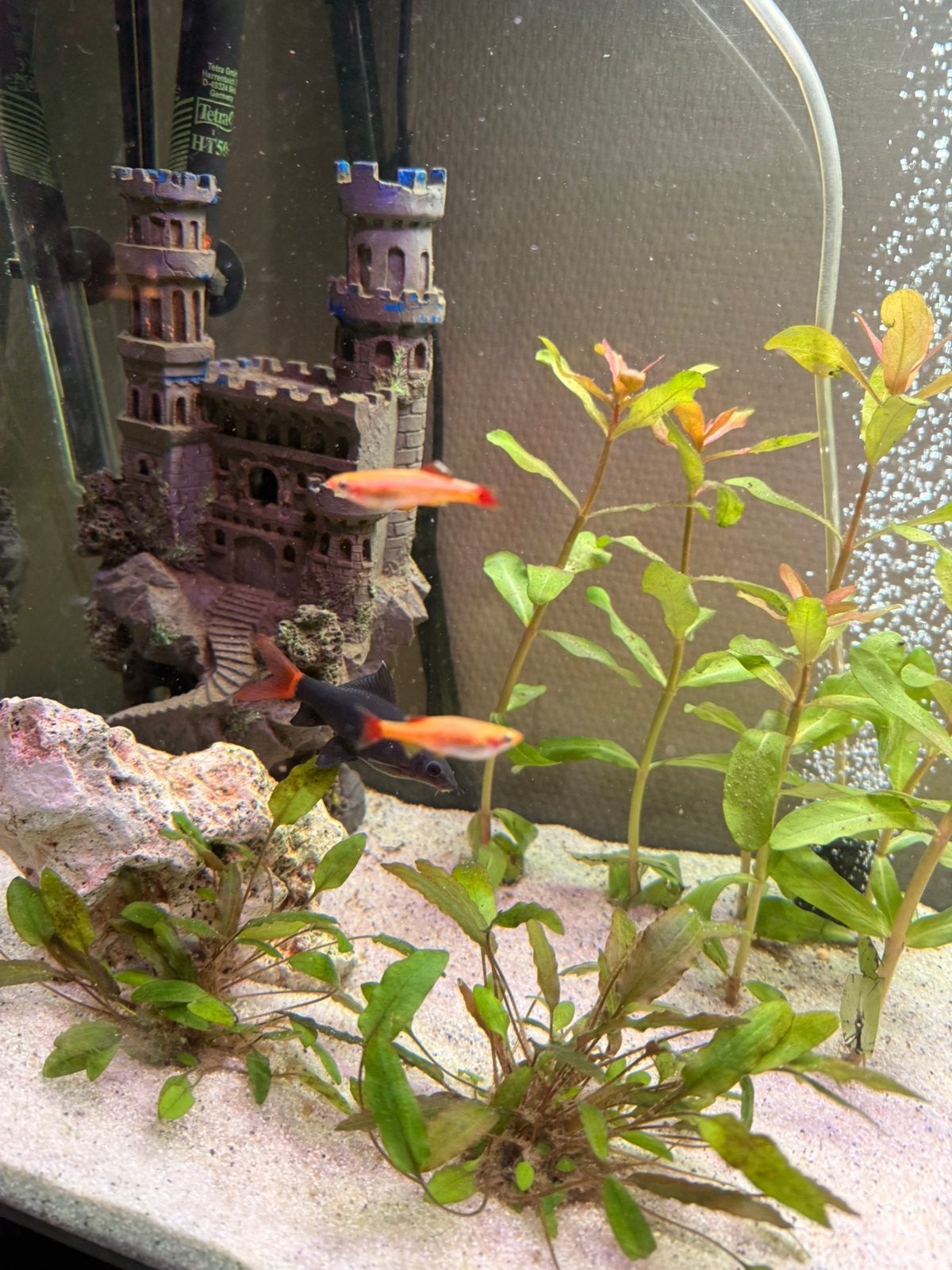 Chinese danio, Vis, Zoetwatervis, Schoolvis