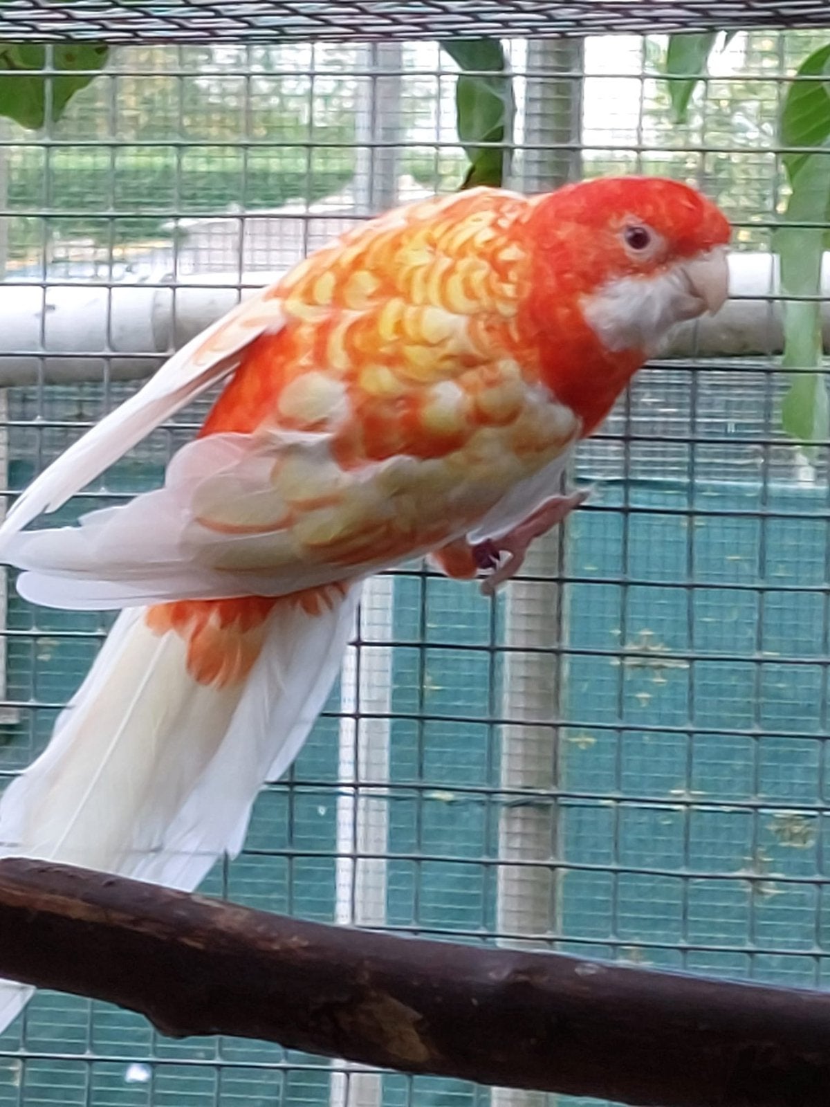 Oranje ino Pennant, Dieren en Toebehoren, Mannelijk, Parkiet, Geringd