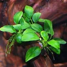 gratis gezocht aquarium planten voor de opvang, Ophalen of Verzenden, Plant(en), Steen of Hout