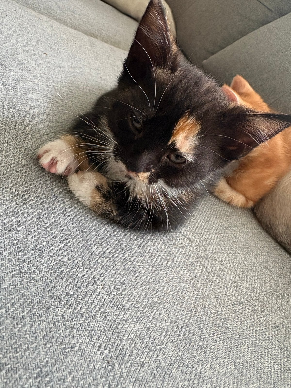 lieve kitten poesjes - 8 weken - zindelijk & sociaal, Dieren en Toebehoren, Katten en Kittens | Overige Katten, Poes, 0 tot 2 jaar