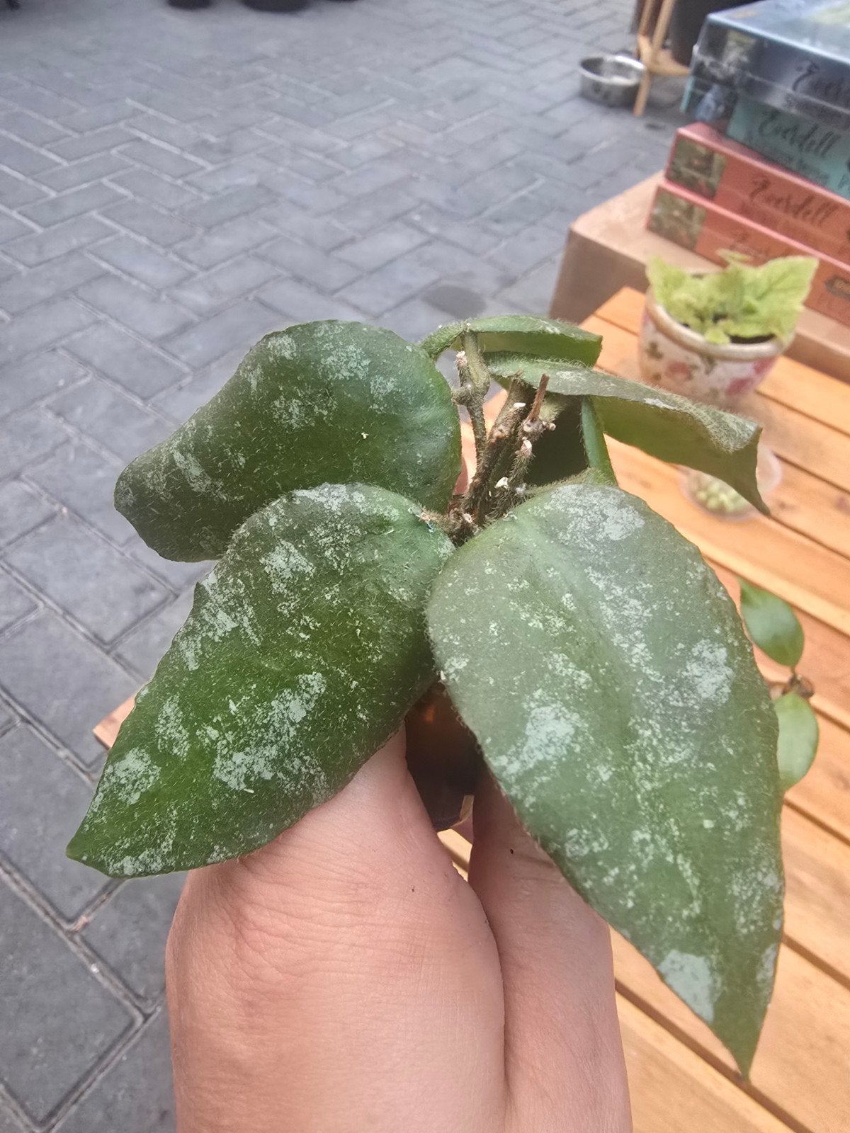 Hoya Caudata stekjes, Ophalen of Verzenden, Halfschaduw, Minder dan 100 cm
