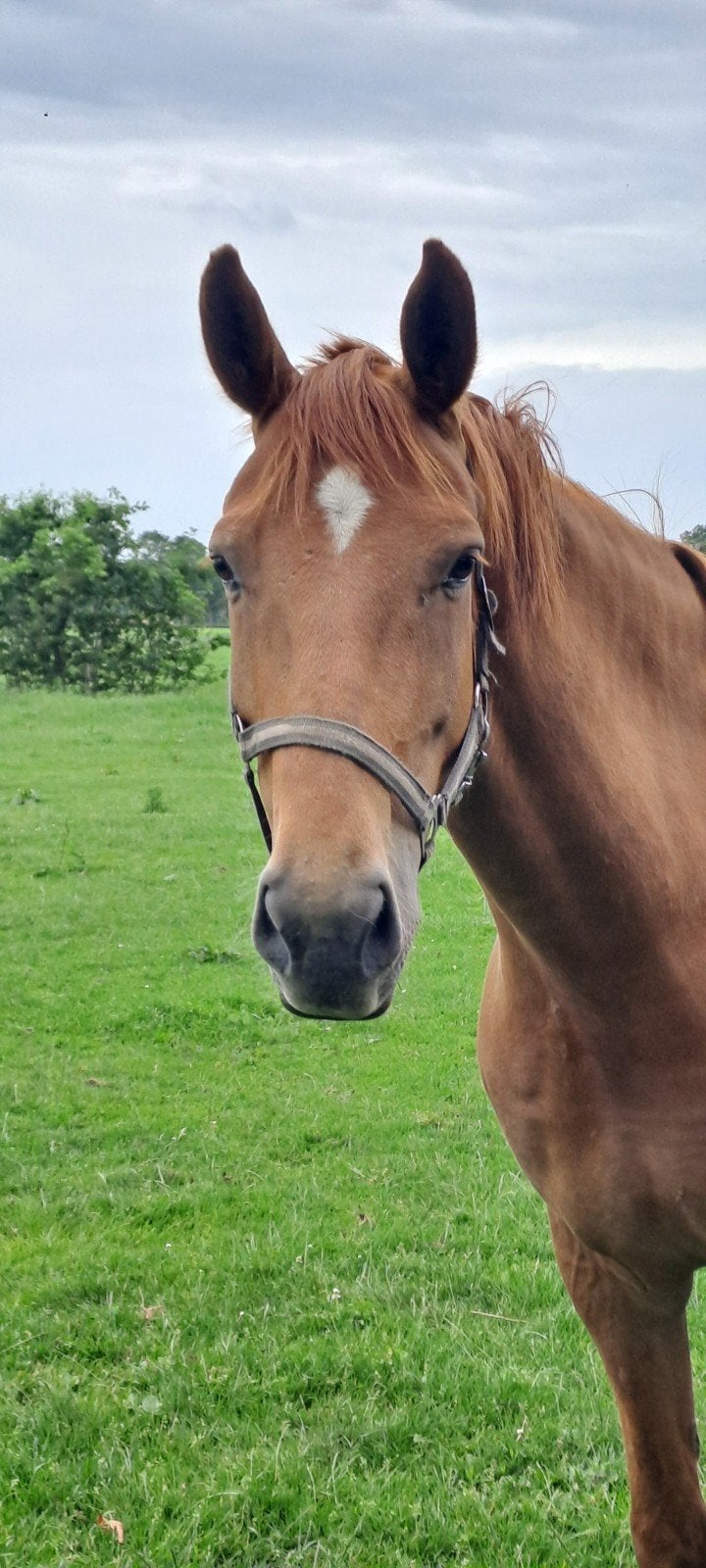Te koop schitterend klassieke gelderse merrie, Dieren en Toebehoren, Merrie, Dressuurpaard, 3 tot 6 jaar, Met stamboom
