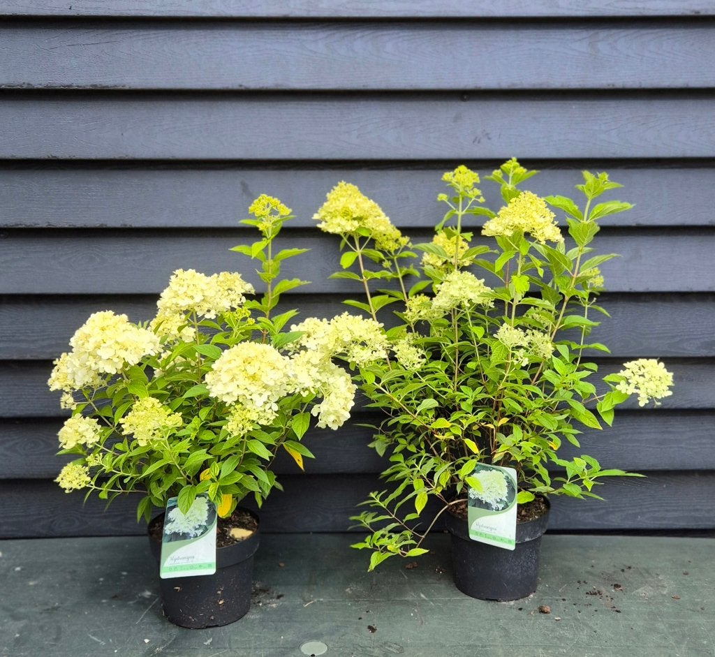 Hortensia Limelight, Vaste plant, Halfschaduw, Zomer, Ophalen