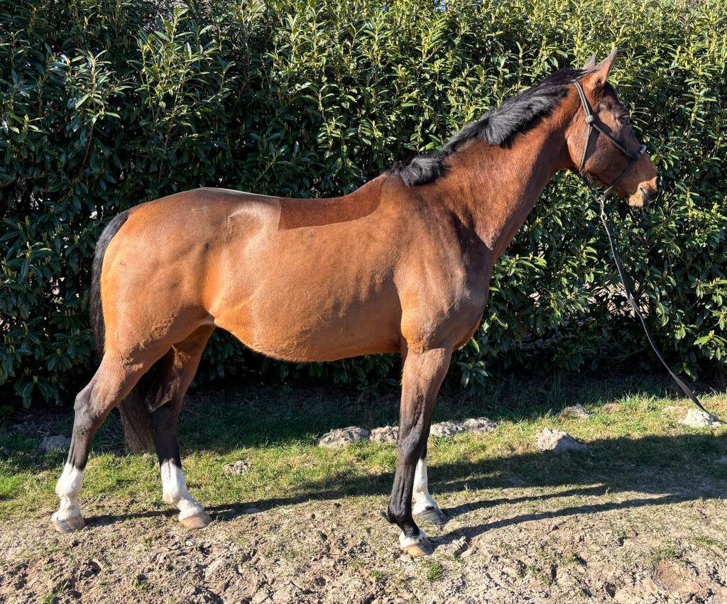 Super lieve, knappe merrie te koop, Merrie, 160 tot 165 cm, Recreatiepaard, 3 tot 6 jaar