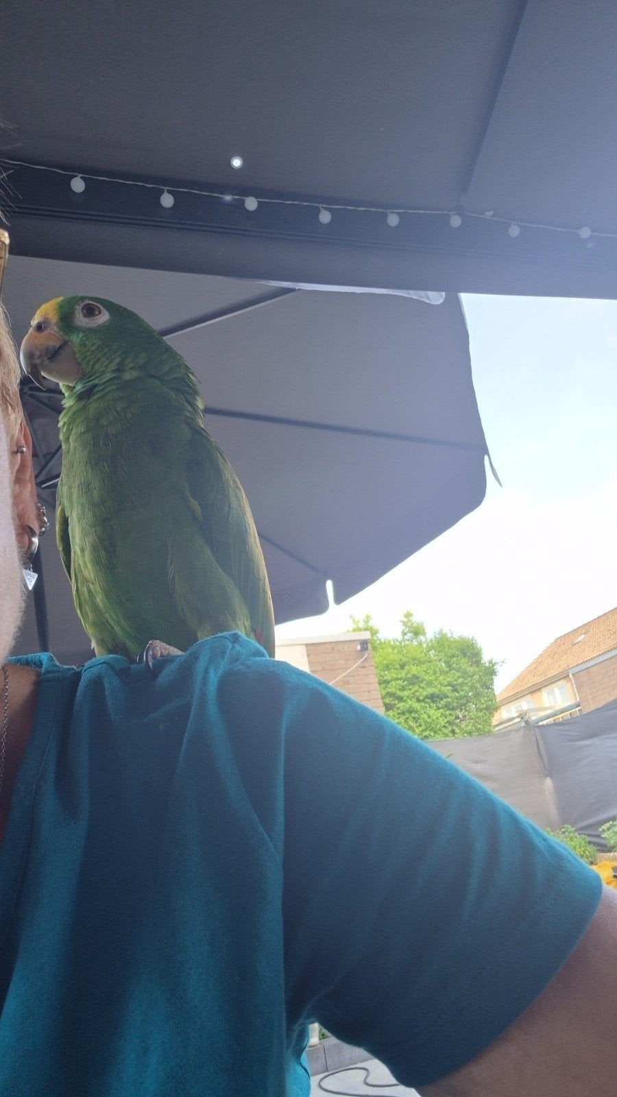 Lieve amazone papegaai, Vrouwelijk, Papegaai, Pratend