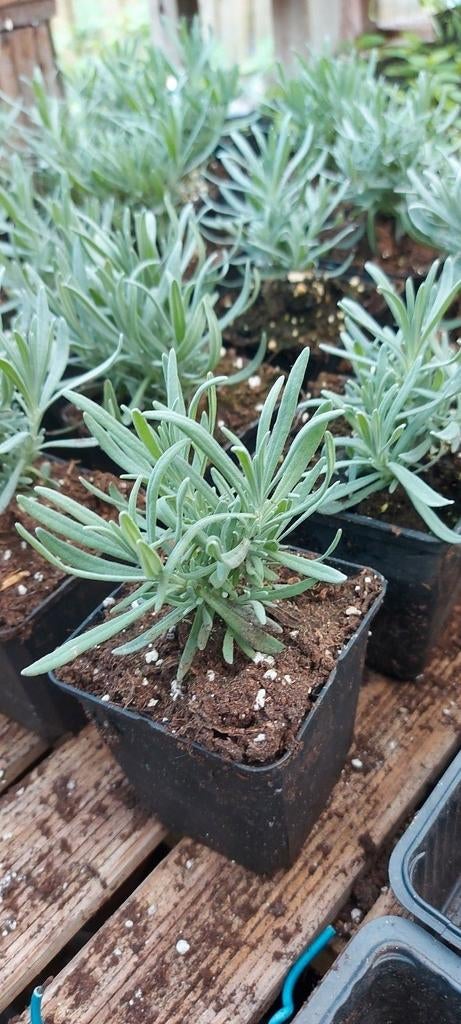 Lavendel, Tuin en Terras, Planten | Tuinplanten, Ophalen of Verzenden, Overige soorten, Volle zon