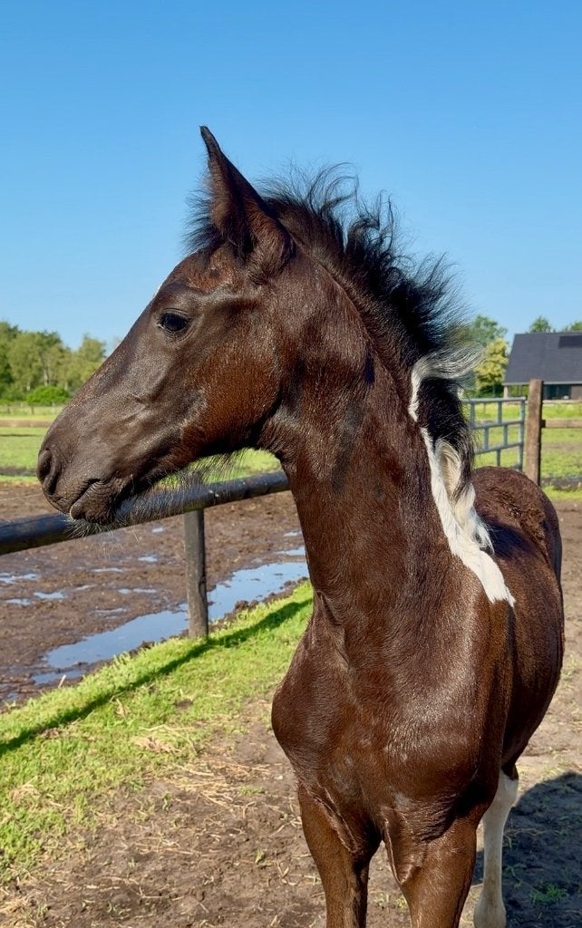 Barock Pinto hengstveulen vader Kenzo 55% Fries bloed, Minder dan 160 cm, Niet van toepassing, Dressuurpaard, 0 tot 2 jaar