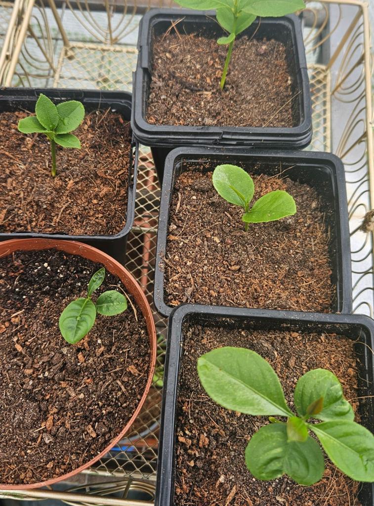 Citroen plantjes, Tuin en Terras, Planten | Tuinplanten, Ophalen, Overige soorten, Volle zon