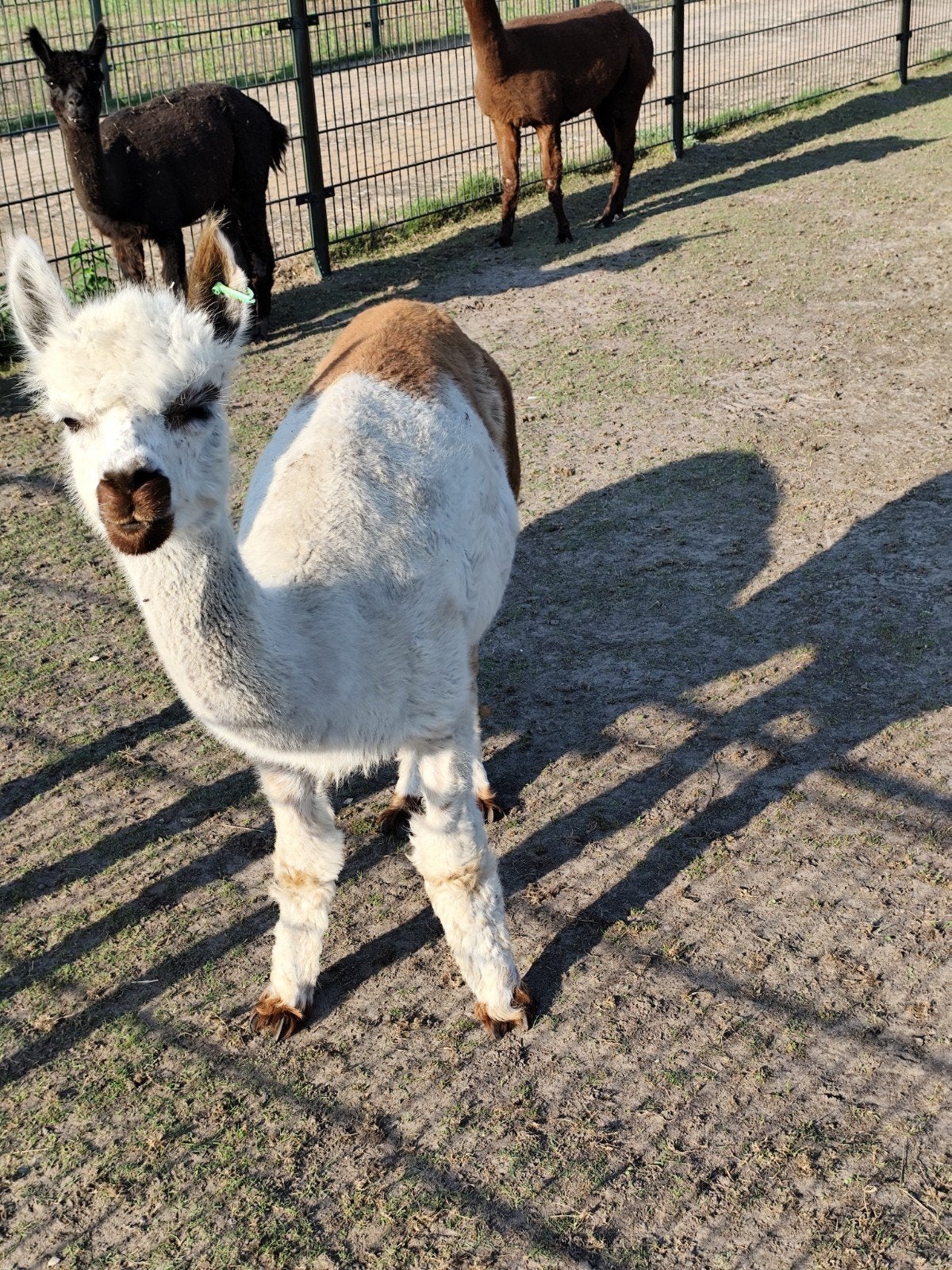 Prachtige bonte alpaca merries, Dieren en Toebehoren, Overige Dieren, Juli, Vrouwelijk
