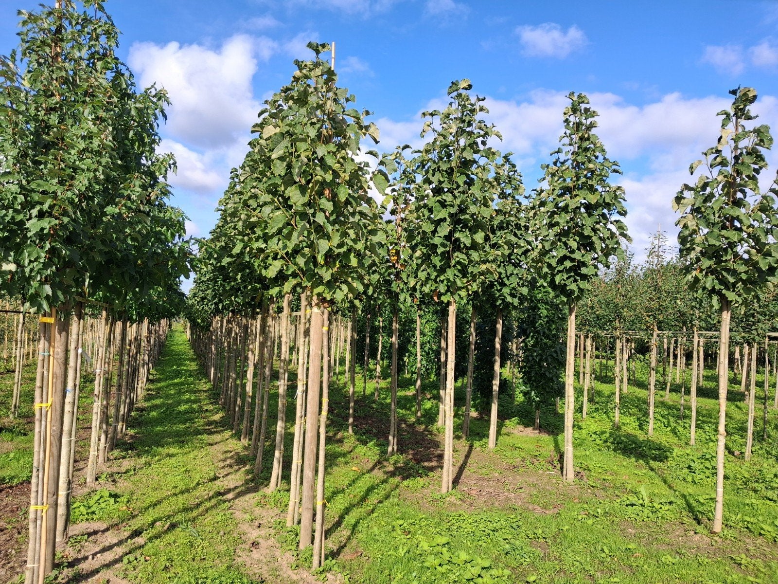 bomen lijst!! vers van het land, Tuin en Terras, Halfschaduw, Lente, 250 tot 400 cm, Overige soorten