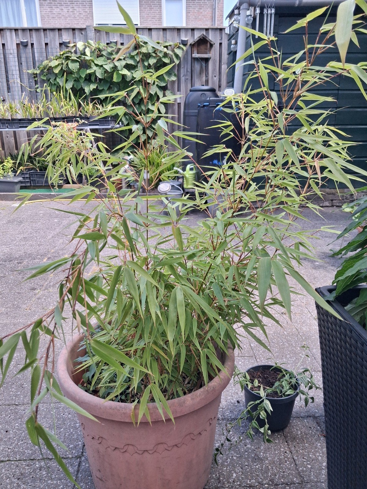 Bamboe 2, Tuin en Terras, Planten | Bomen, Ophalen, Bloeit niet, Halfschaduw, Overige soorten