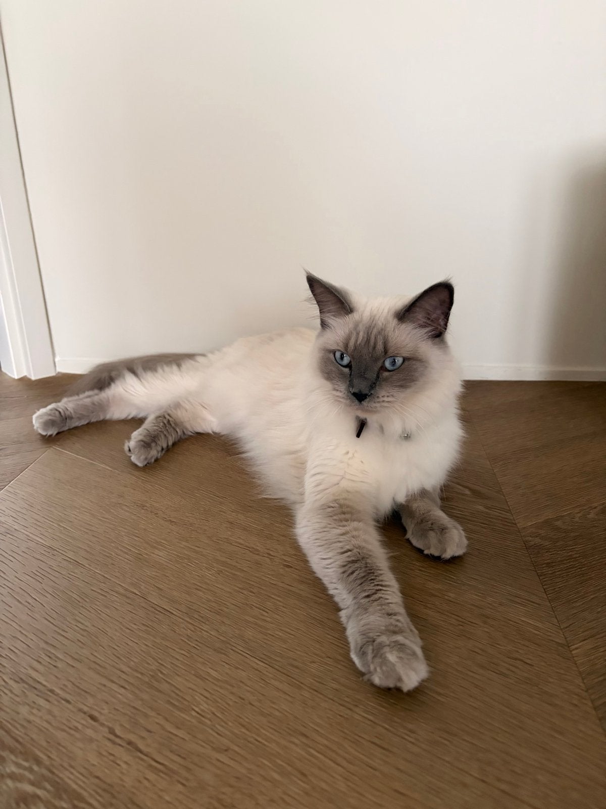 Mia 100% ragdoll