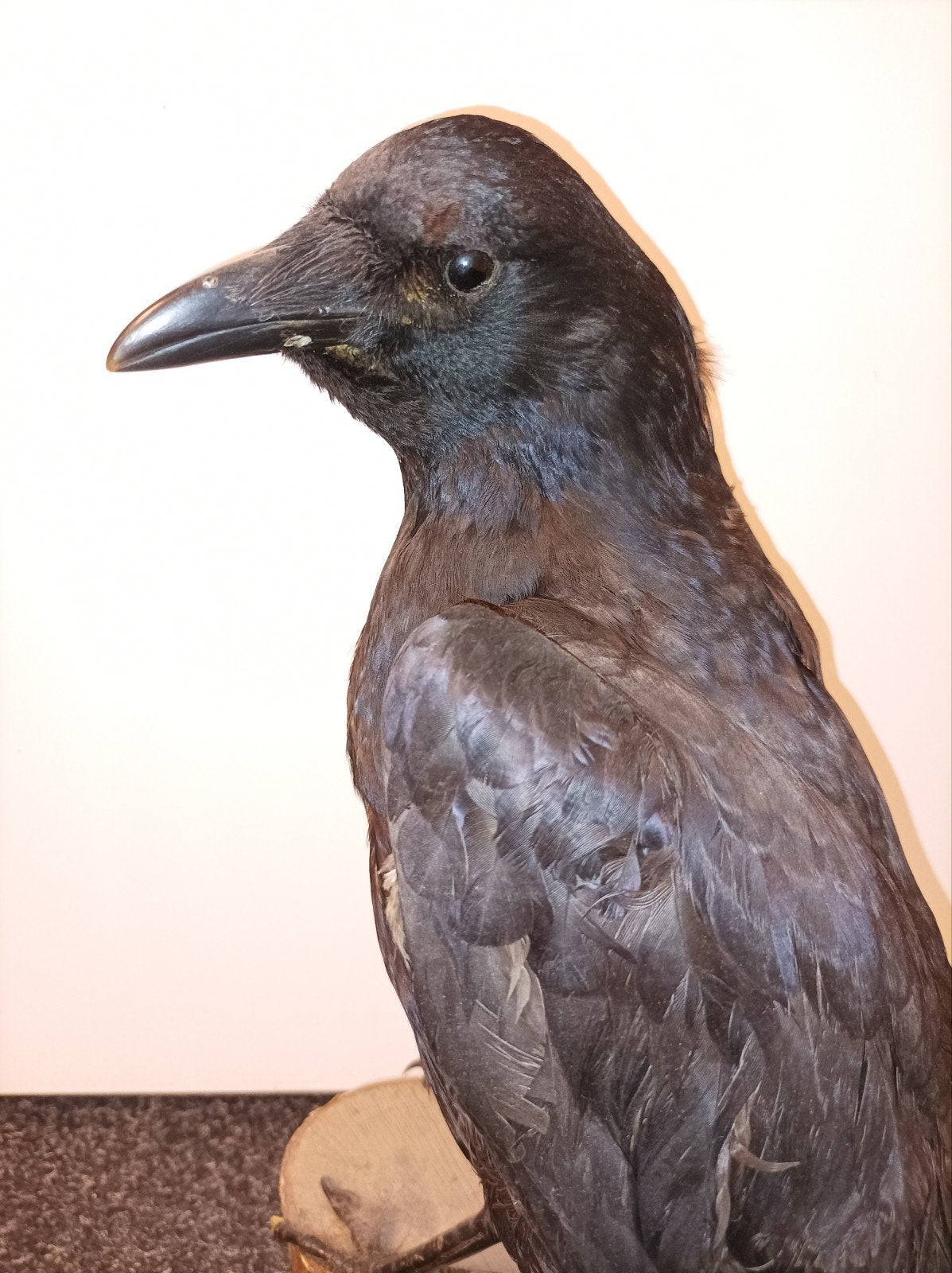 Taxidermie opgezette kraai Halloween, Ophalen of Verzenden