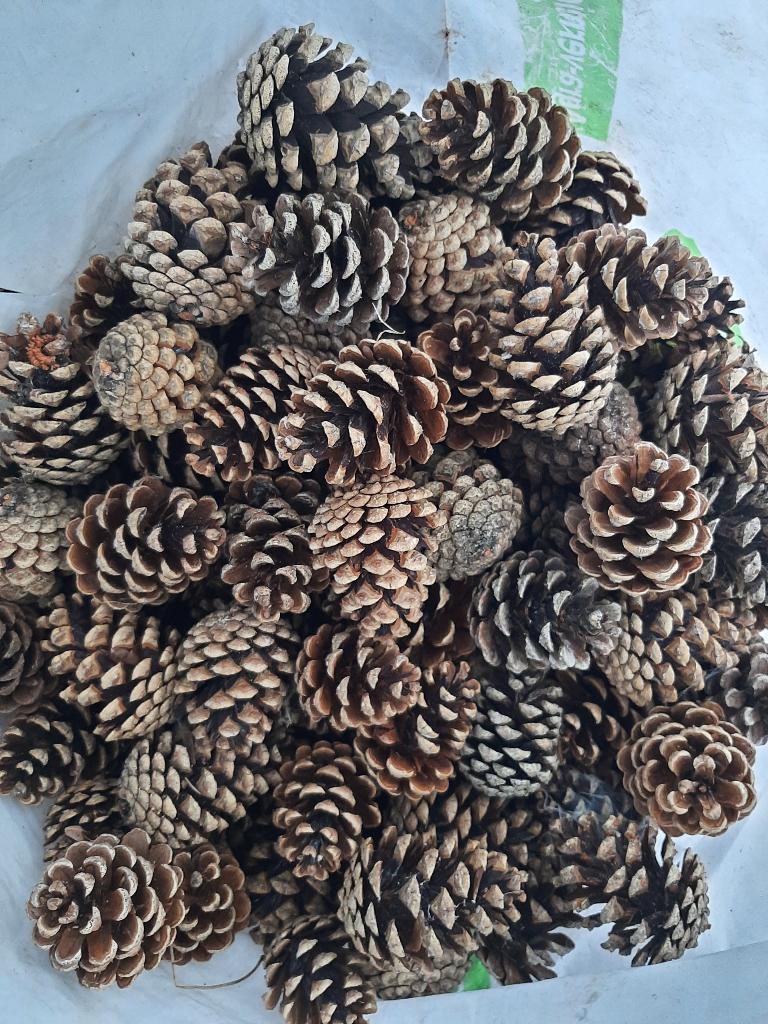 Dennenappels, boomschijf berk, boomschors, kerstknutselen, Hobby en Vrije tijd, Knutselen, Ophalen, Nieuw