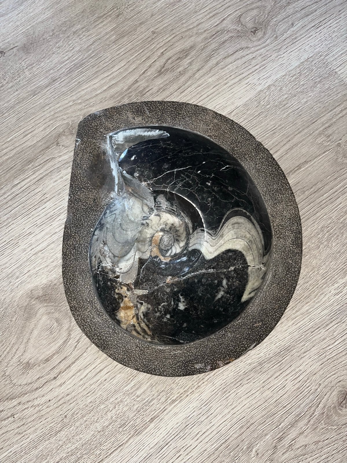 Prachtige gefossiliseerde Ammoniet op standaard, Ophalen, Fossiel