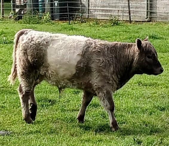 Mooi Belted galloway stiertje, Dieren en Toebehoren, Mannelijk, 0 tot 2 jaar