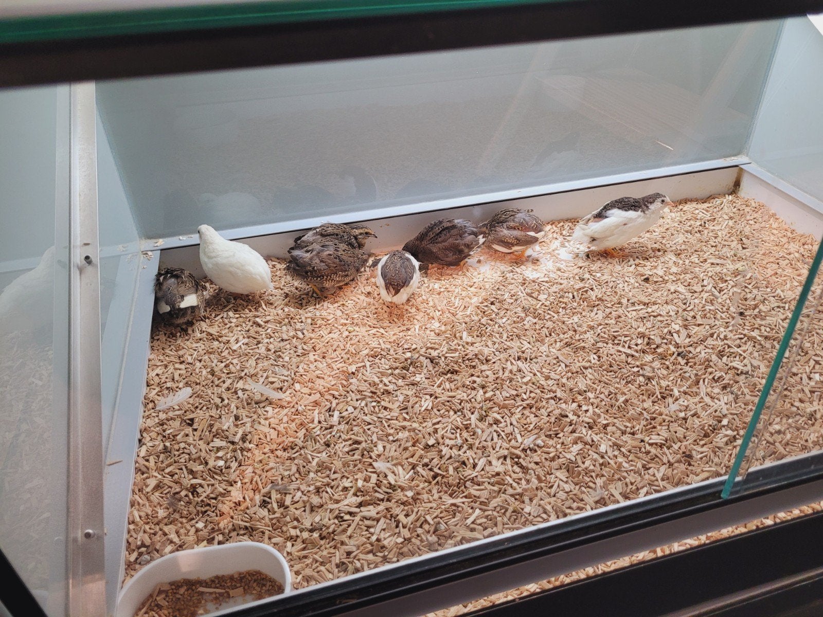 Chinese dwergkwartels diverse kleuren., Dieren en Toebehoren, Pluimvee, Meerdere dieren, Overige soorten