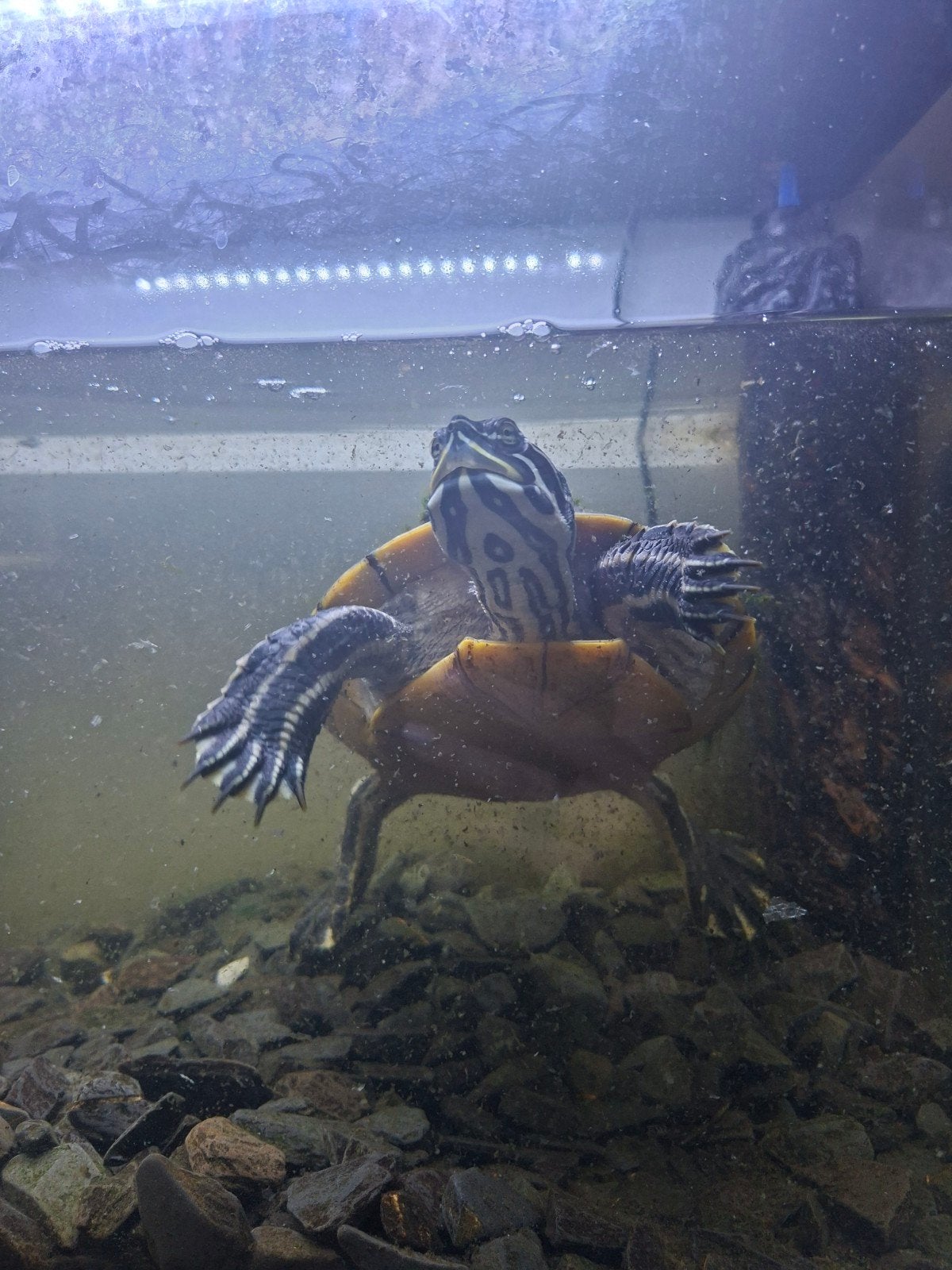 Gratis waterschilpad, Dieren en Toebehoren, Schildpad, 3 tot 6 jaar
