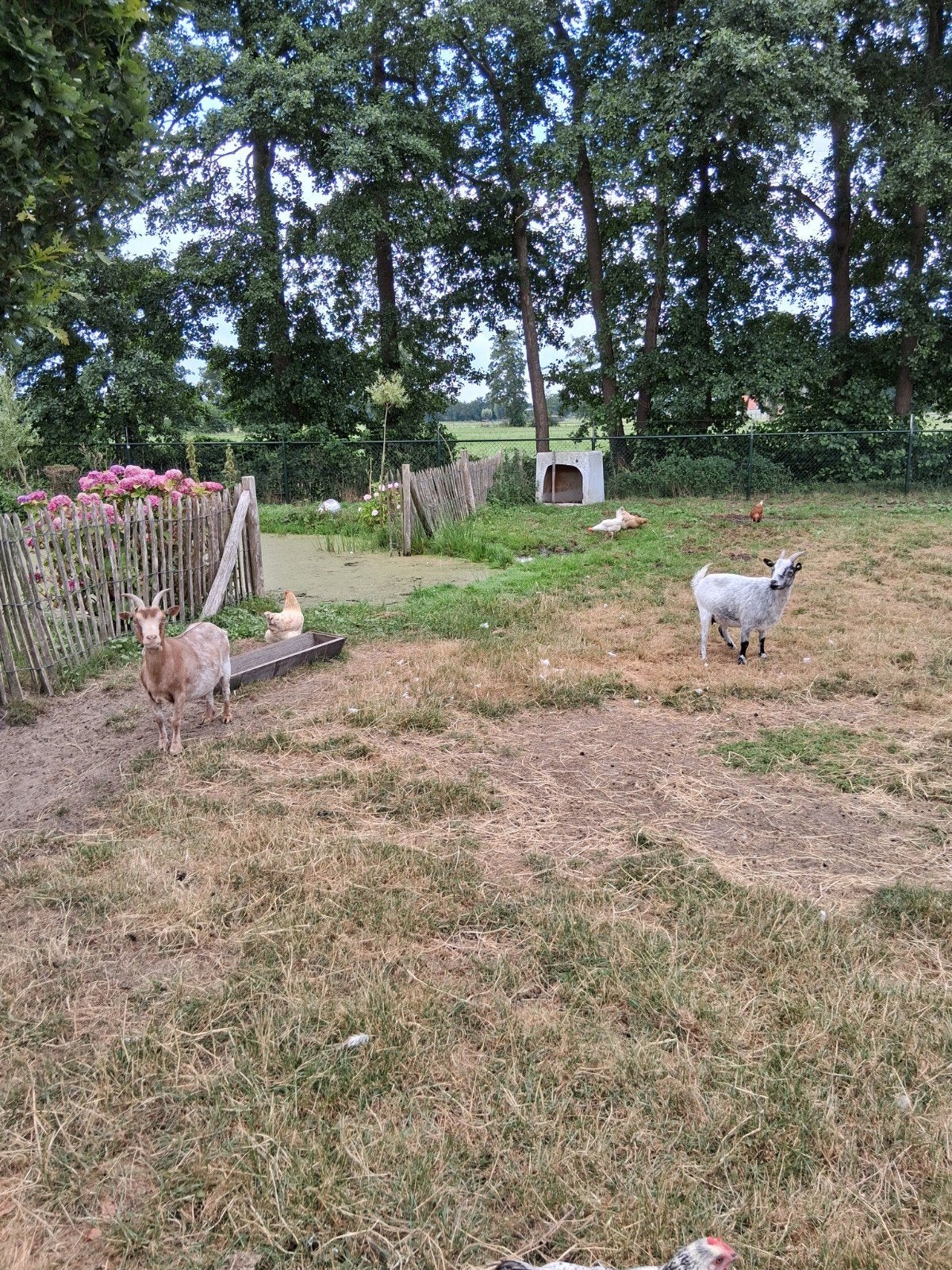 dwerggeiten, Dieren en Toebehoren, Vrouwelijk, Geit