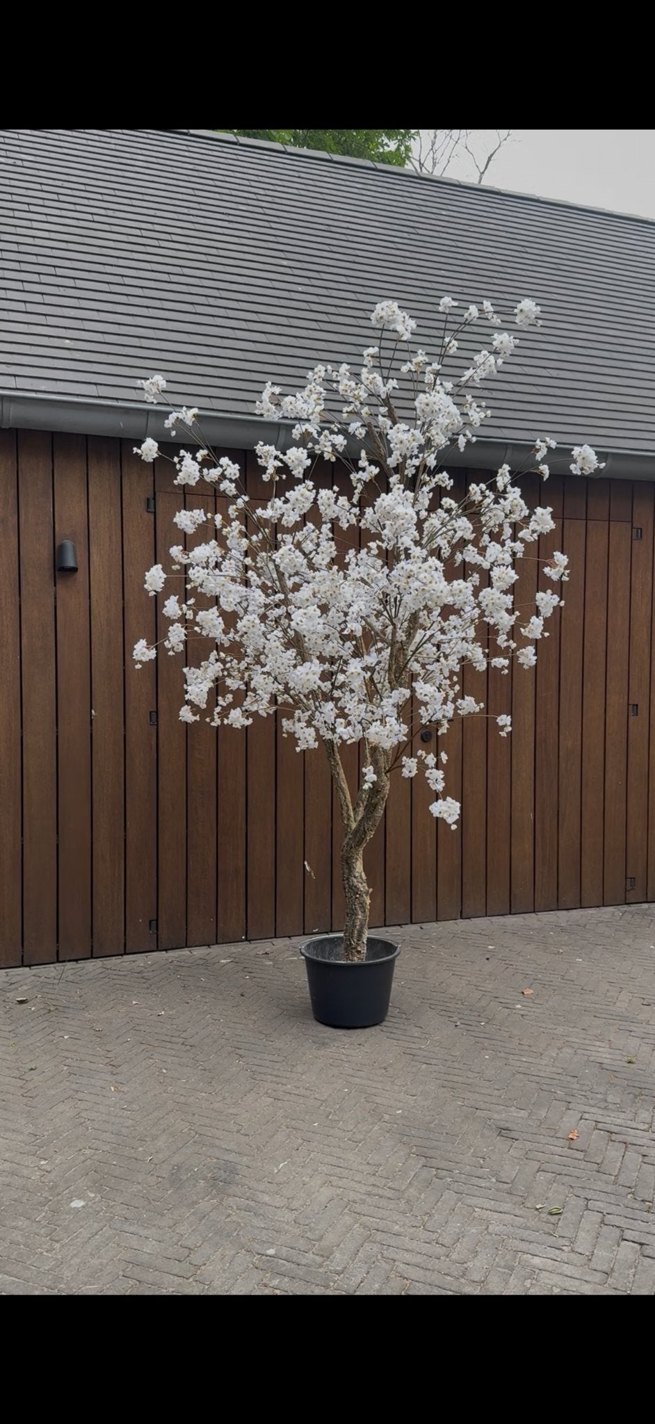 Bloesem boom 270cm op echt houten stam, Huis en Inrichting, Ophalen, Binnen, Nieuw, Wit