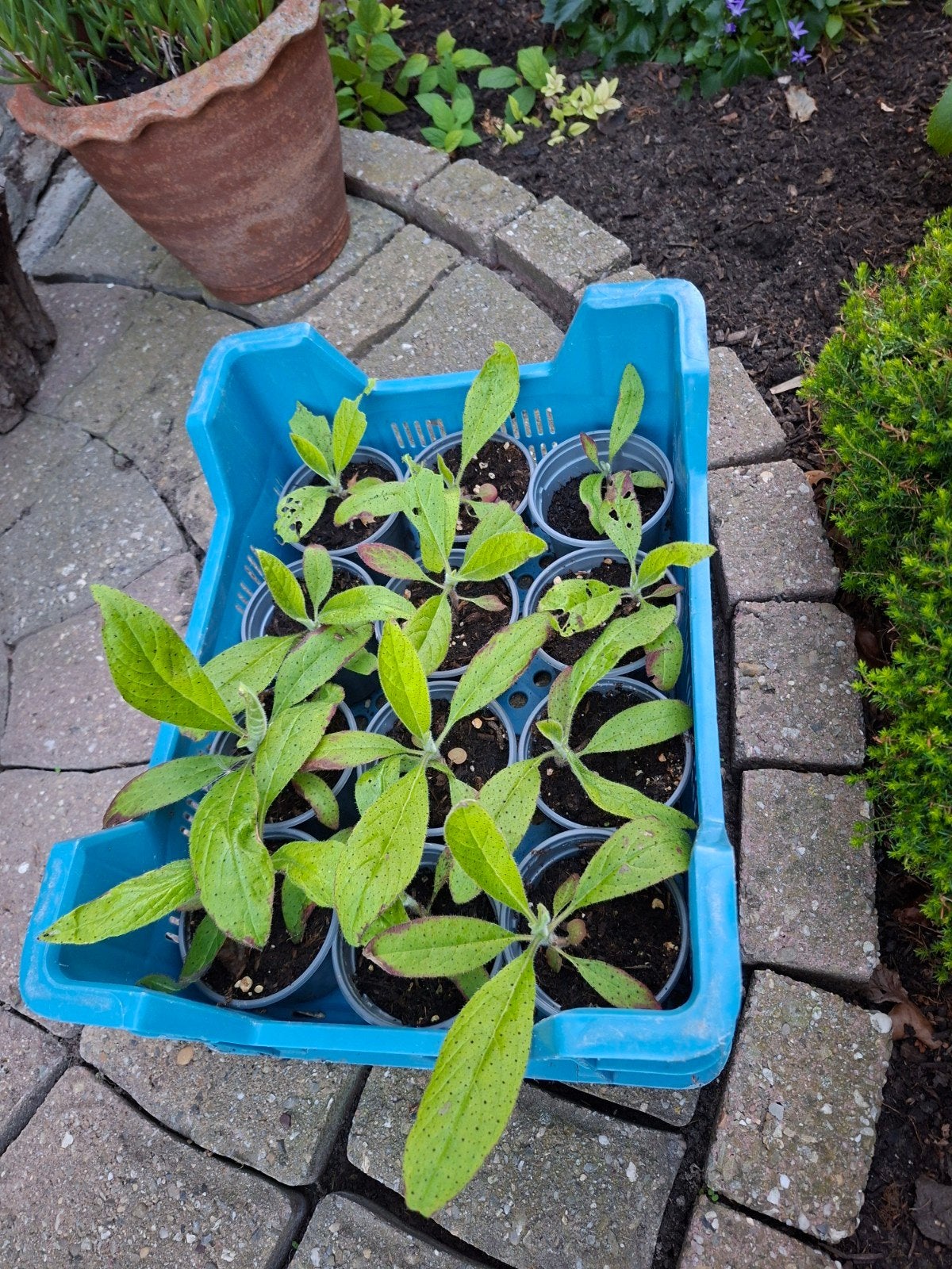 Echium pininana, Ophalen, Overige soorten, Volle zon