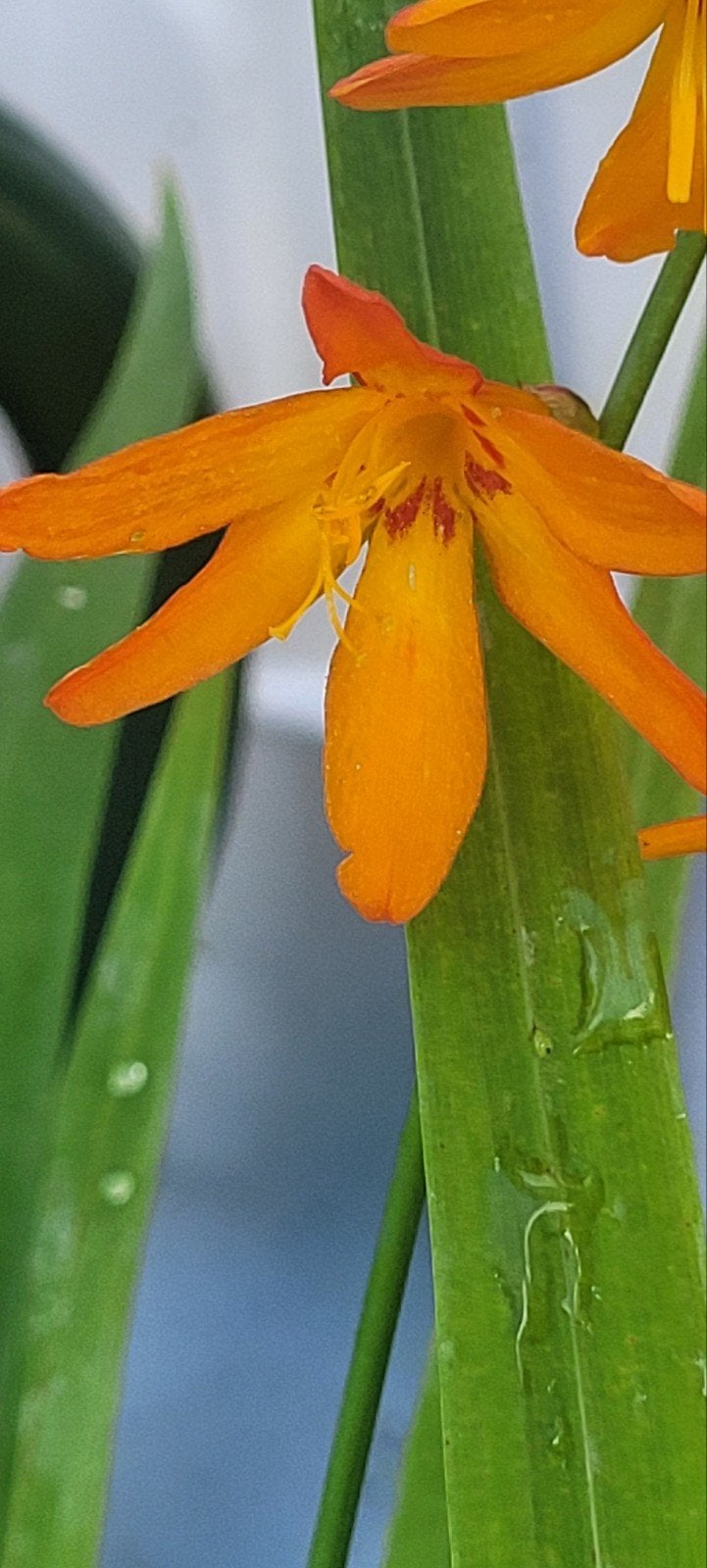 Crocosmia's emmer vol planten, Ophalen, Volle zon