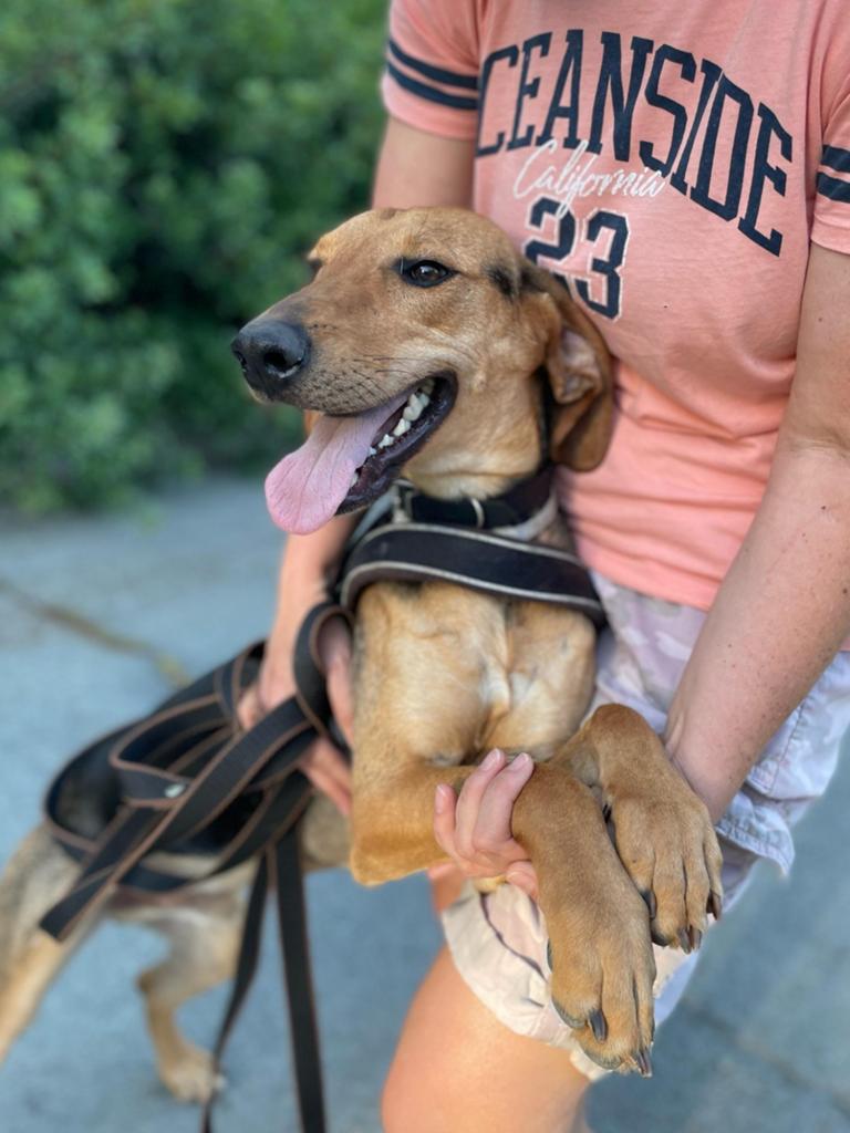Oliver is klaar voor een liefdevolle familie, Dieren en Toebehoren, 1 tot 2 jaar, Buitenland, Parvo, Eén hond