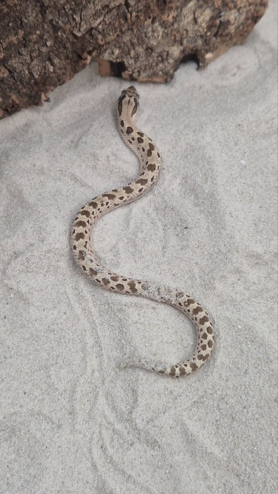 Haakneusslang het toffee Hognose Snake photo 2