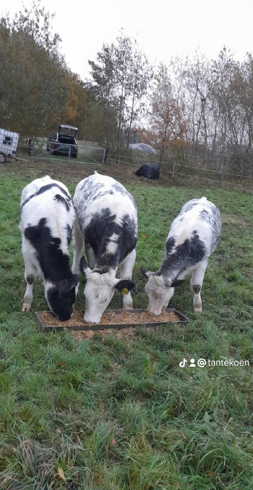 Stalling gezocht!, Dieren en Toebehoren, Meerdere dieren, 0 tot 2 jaar