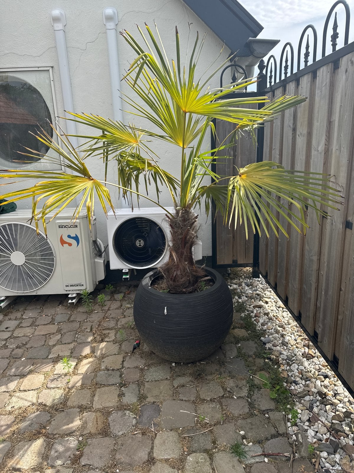 Grote palmboom in pot. €30 zsm ophalen, Tuin en Terras, Volle zon, Vaste plant, Bloeit niet, Ophalen