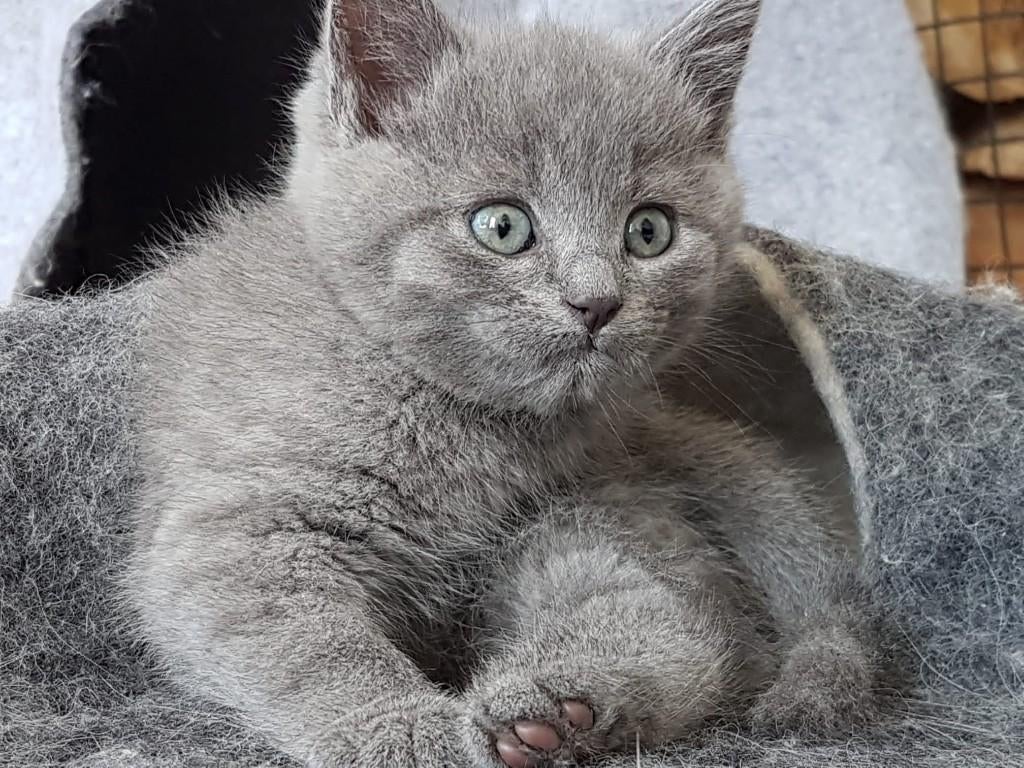 bkh kittens blue/grey zijn verkocht, Meerdere dieren, Ontwormd, 0 tot 2 jaar
