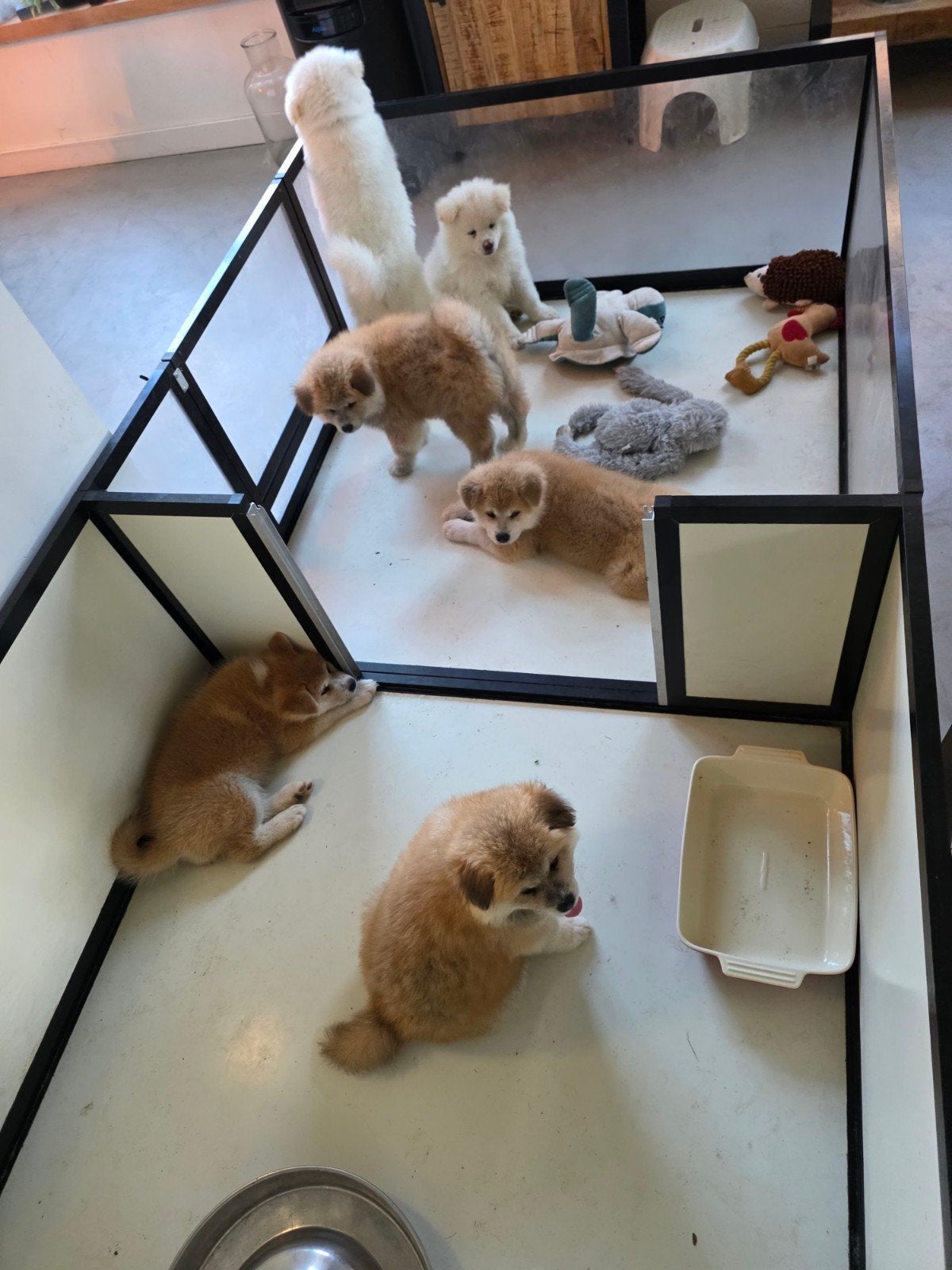 akita inu puppy's, Poolhond, Meerdere, Meerdere dieren, Nederland