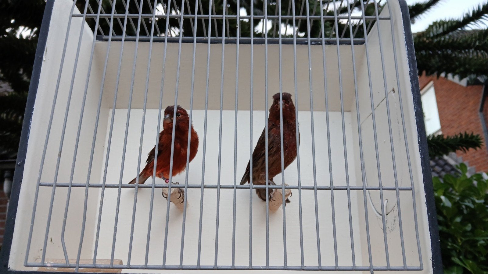 Zwart (Kobalt) Rood kanarie mannen, Dieren en Toebehoren, Mannelijk, Kleurkanarie