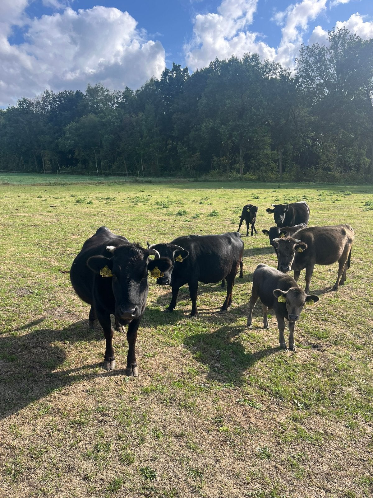 Dahomey runderen te koop, Dieren en Toebehoren, Runderen, Meerdere dieren