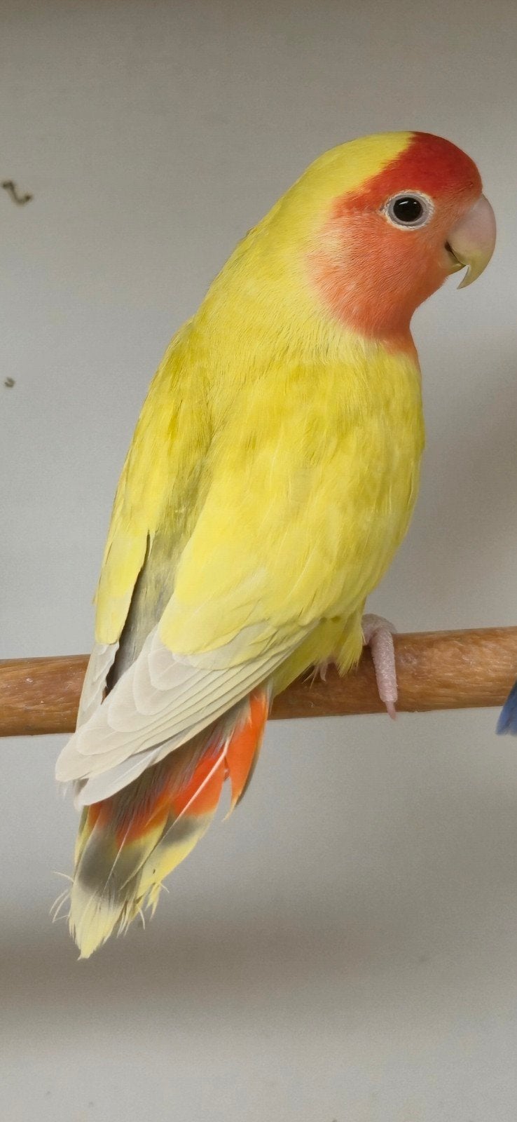 mooie d groen pallid roseicollie, Mannelijk, Dwergpapegaai of Agapornis