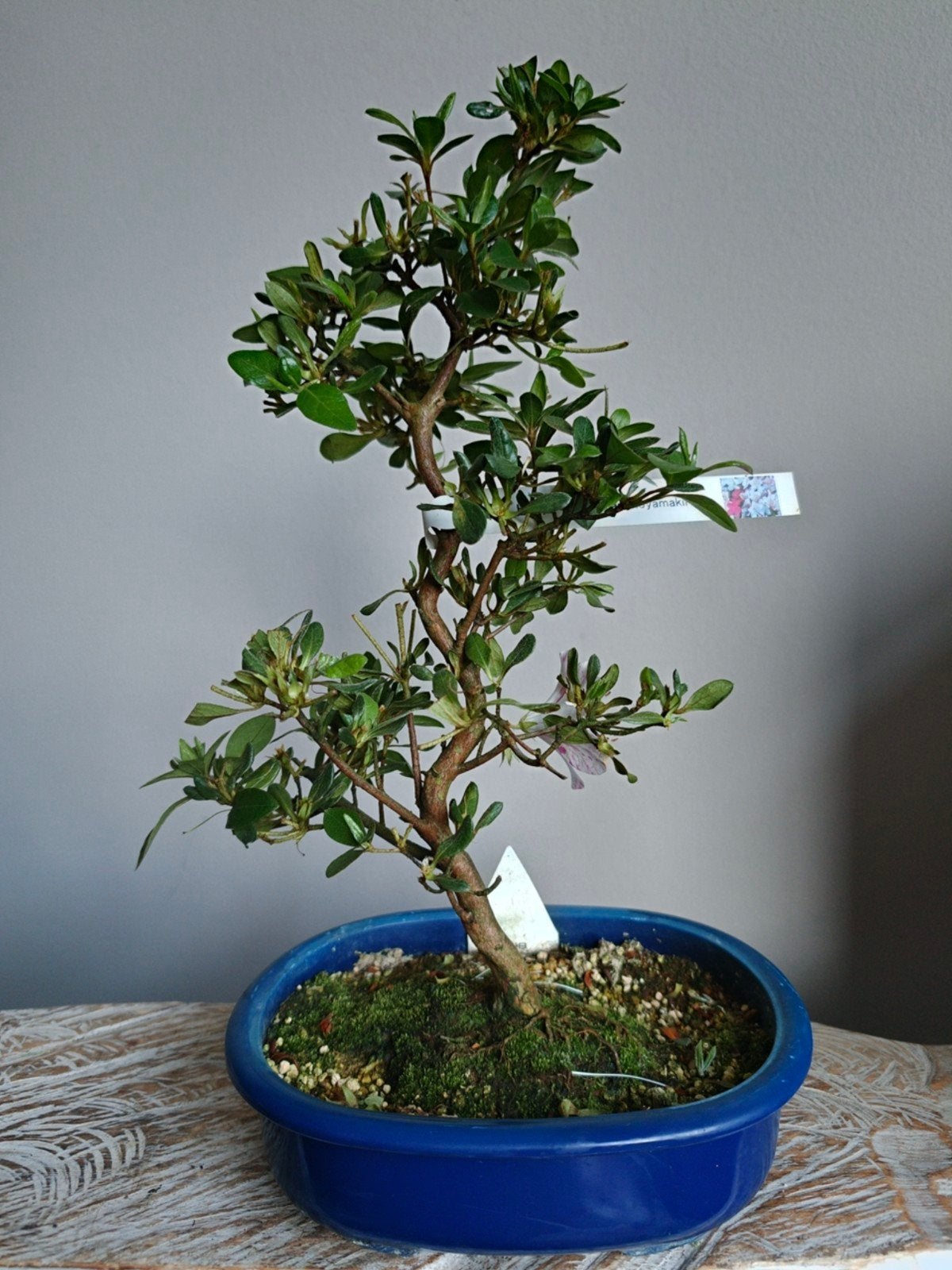 Satsuki Azalea Kaminoyamakirin bonsai, Bloeit niet, Halfschaduw, Minder dan 100 cm, Overige soorten