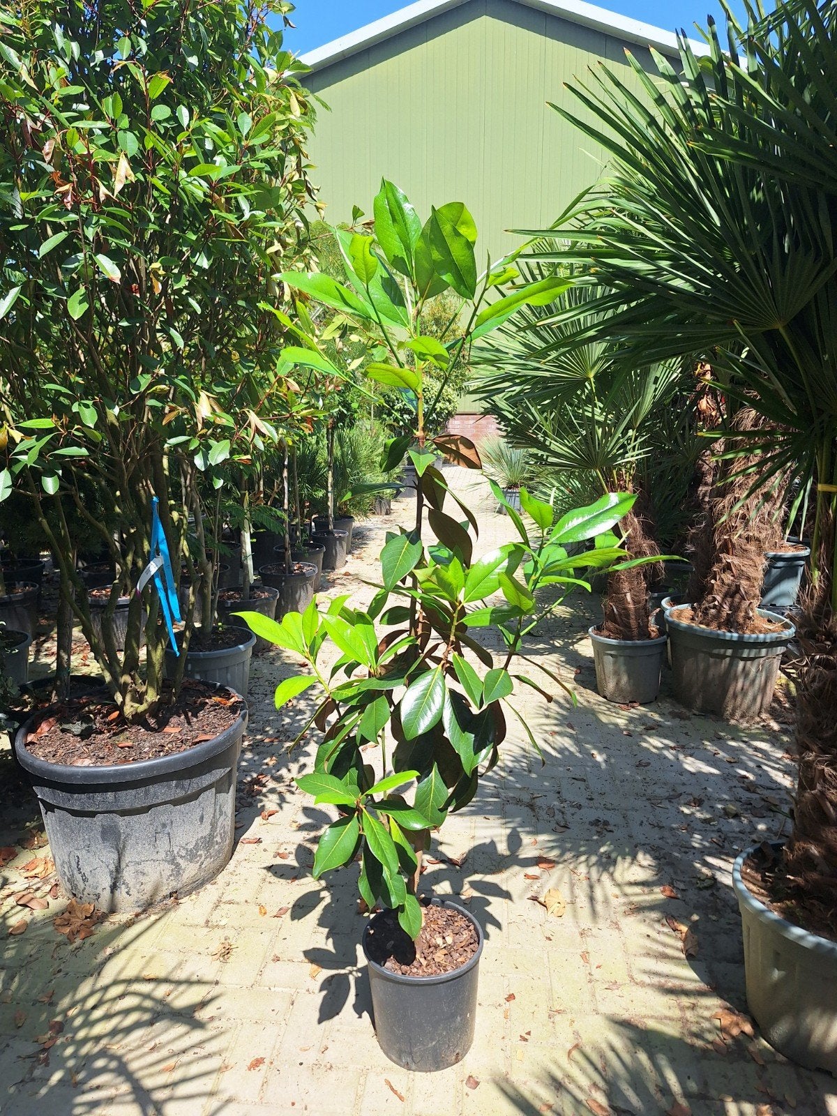 Magnolia grandiflora 140-160cm, Tuin en Terras, Ophalen of Verzenden