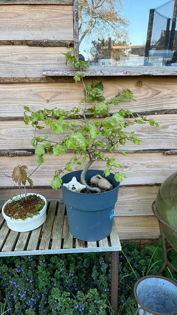 Bonsai beuk, Bloeit niet, Overige soorten, Minder dan 100 cm, Ophalen