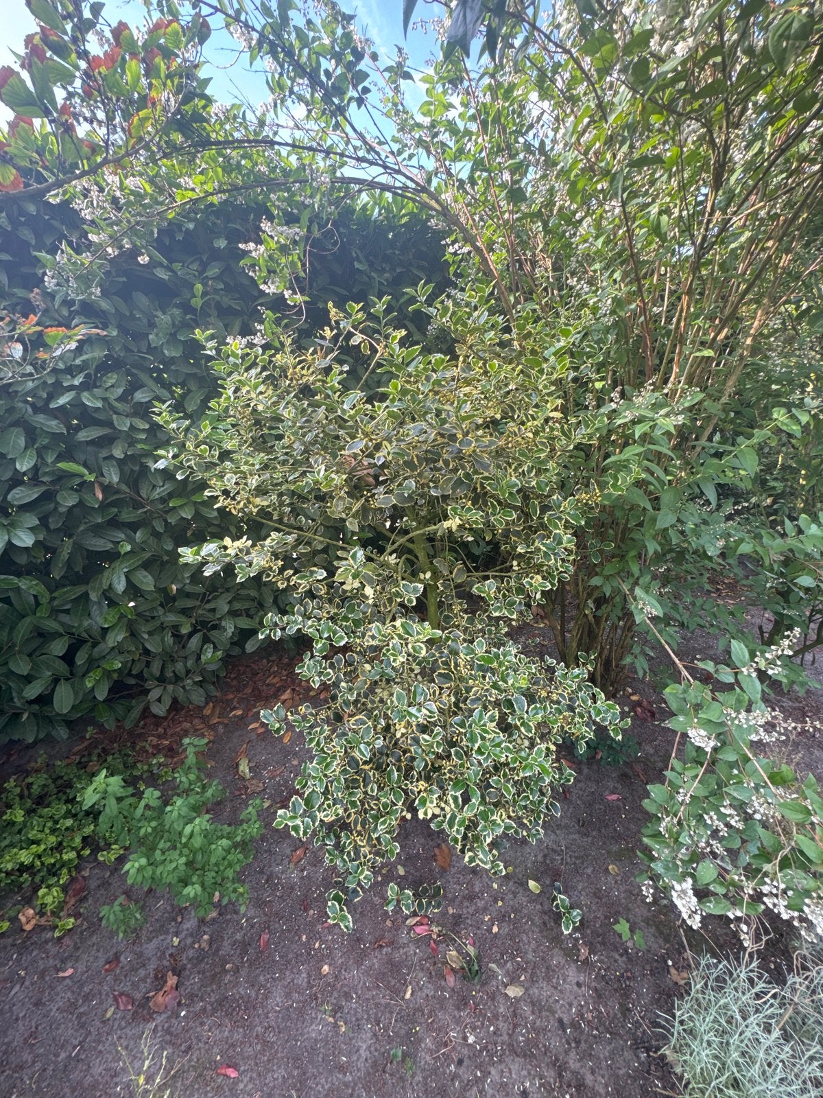 Bonte Hulst (Ilex aquifolium 'Argentea Marginata'), Volle zon, Vaste plant, Bloeit niet, Ophalen