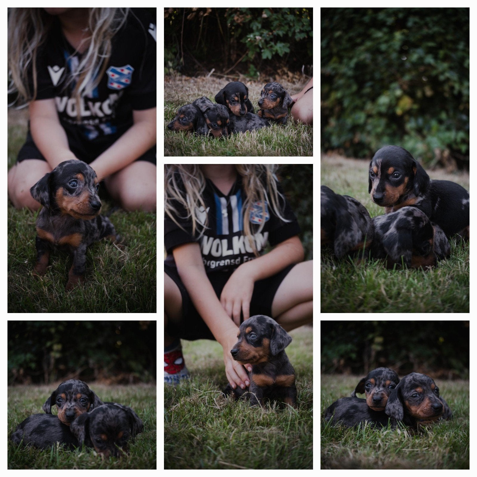 4 prachtige merle dwergteckel pups!, Dieren en Toebehoren, Rabiës (hondsdolheid), 8 tot 15 weken, Korthaar, Dwerg