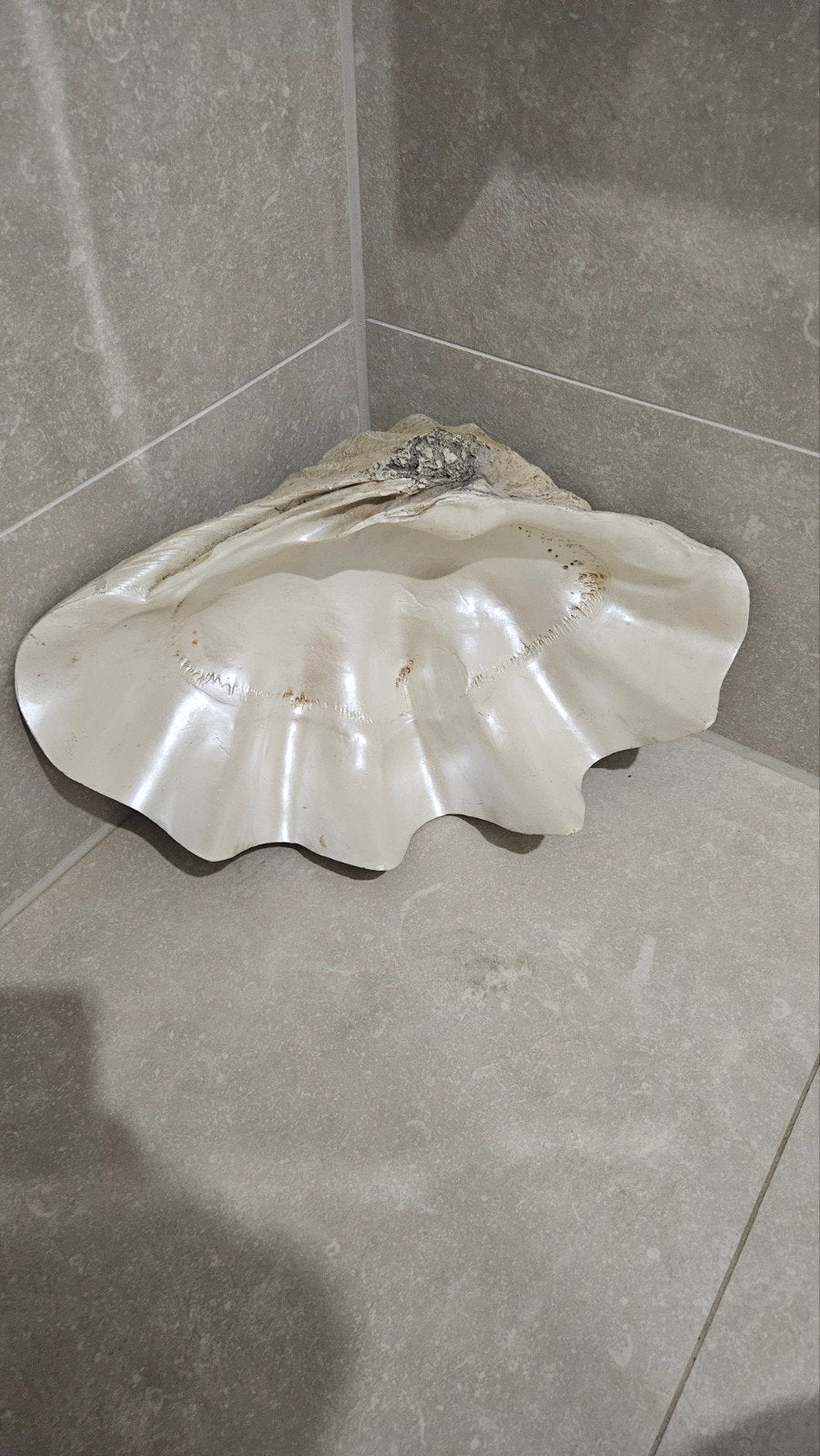 Grote decoratieve schelp 45/27 cm, Ophalen of Verzenden
