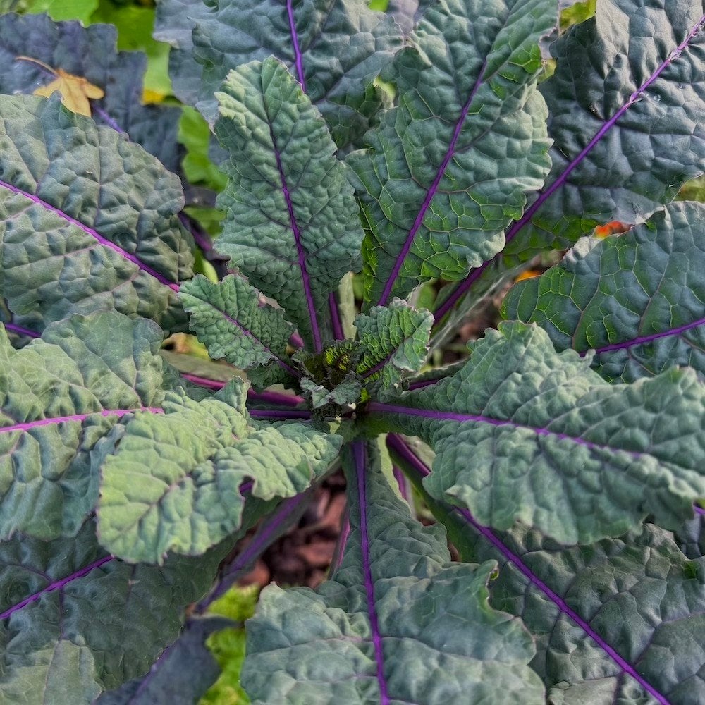 Biologische Zaden Paarse Palmkool, Ophalen of Verzenden, Voorjaar, Volle zon, Zaad