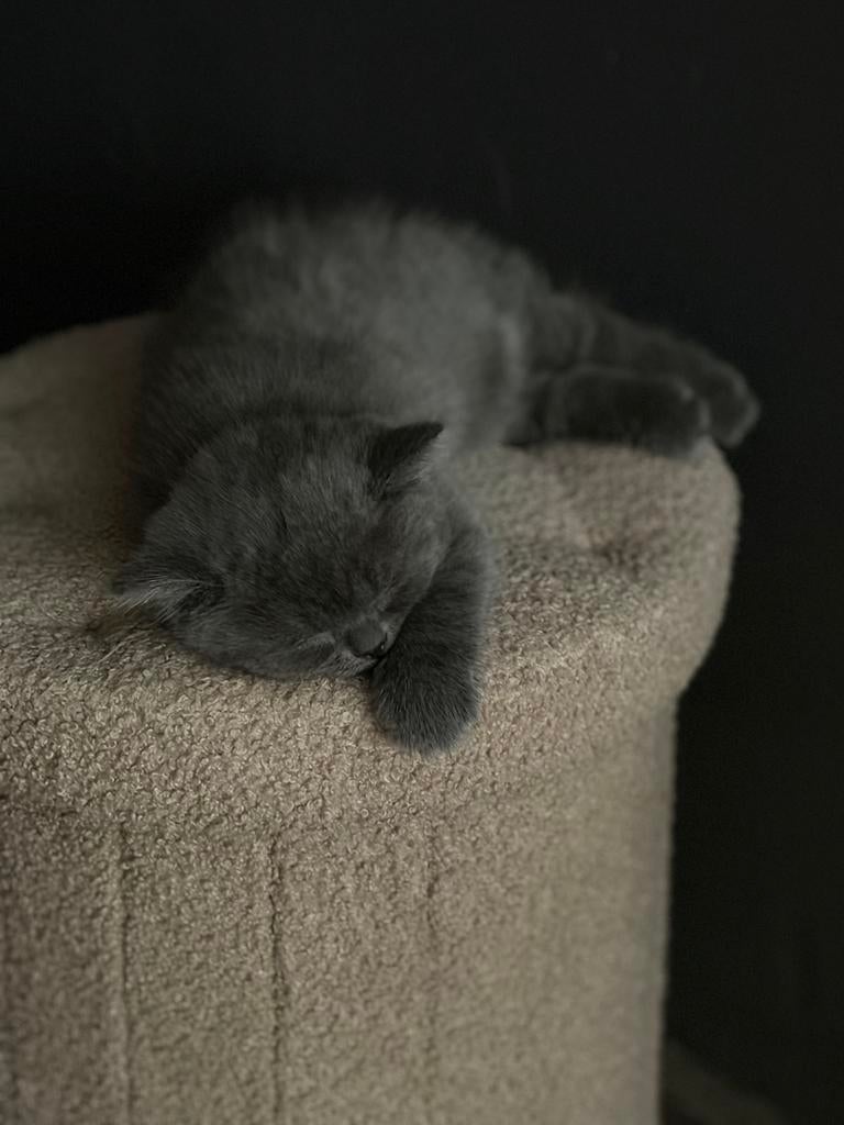 Britse korthaar kitten, Poes, Ingeënt