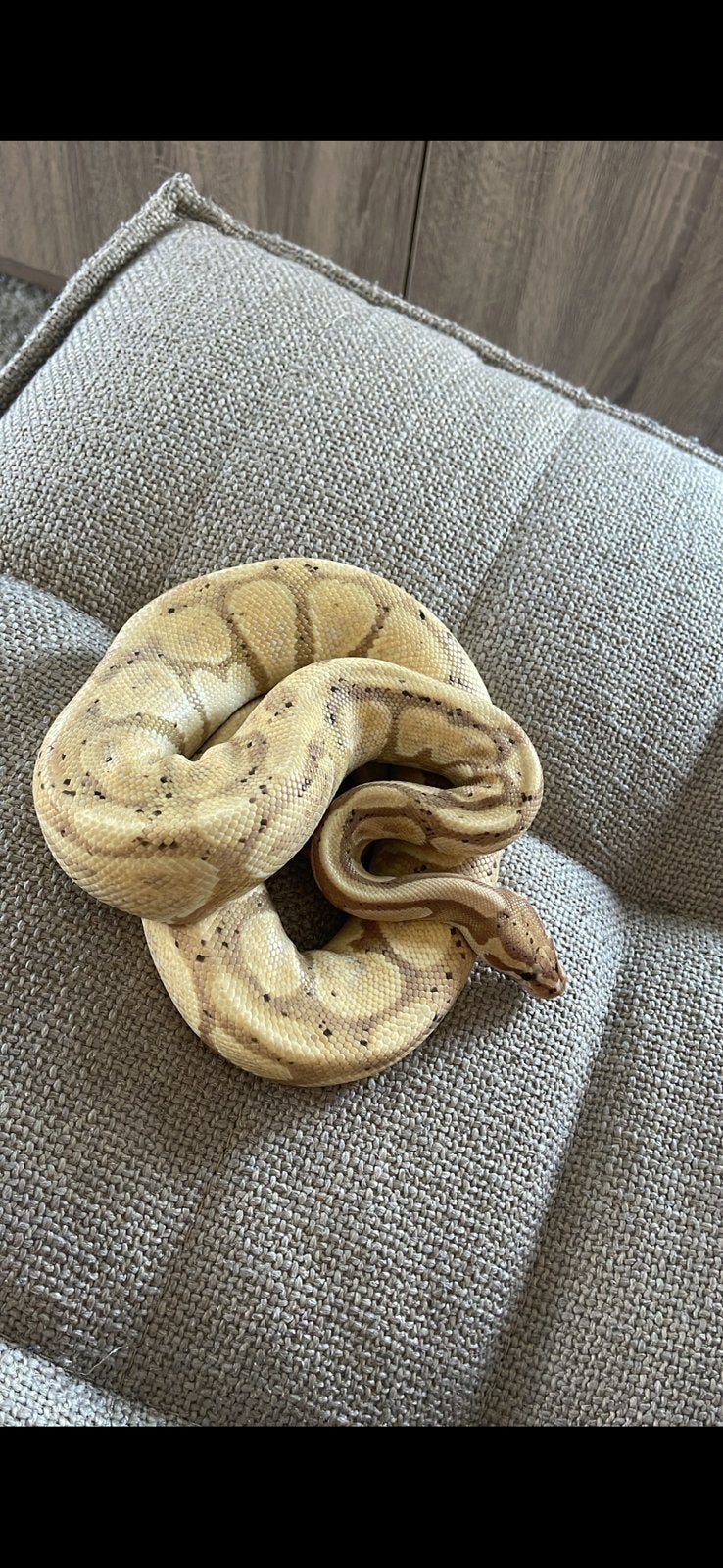 Banna morph konings python (python regius) Ball Python - unknown for sale from Hugo hendriks