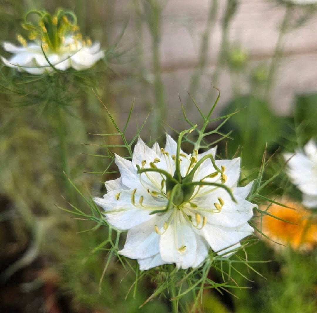 Zaden Juffertje in t groen, wit, nigella albion green pod., Ophalen of Verzenden, Volle zon